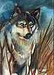 Gray Wolf