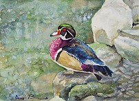 Wood Duck